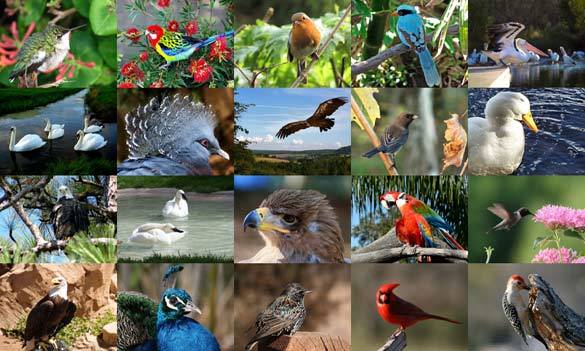 Birds Photo Screensaver Screenshot